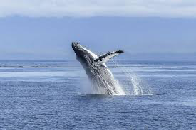 What Is A Group Of Whales Called? Understanding Whales - Being Human